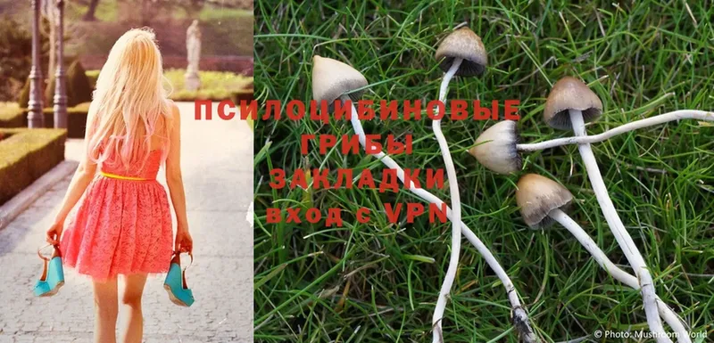 Псилоцибиновые грибы Psilocybe  хочу   ОМГ ОМГ онион  Дмитров 